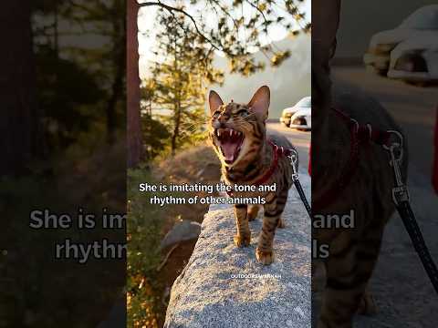 Cat chirps mimic birds, luring prey closer #cat