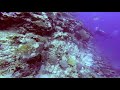 Tantalizing Turtle Time Kadavu Fiji