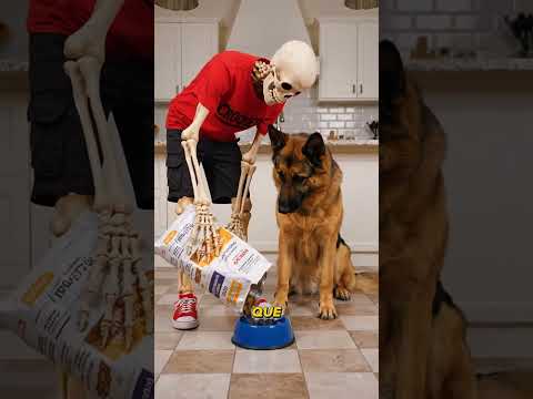 Alimentar a tu perro con comida casera vs con croquetas. ¿Qué perro vive más sano?