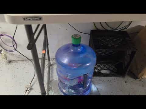 Restaurant Has Severe Drain Fly & Mouse Problem in Manville, NJ