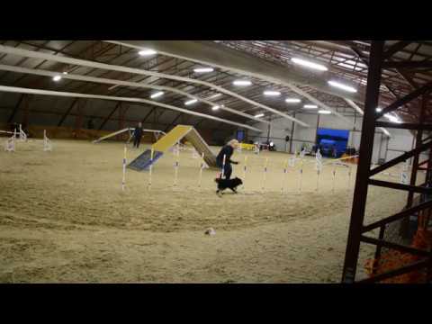 Töpi A1 II  futam  Kraft Vizsga 20200202