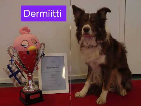 Oivakoiran viikkokatsaus . Iskäkoiran tokotaival.