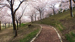 preview picture of video '新潟県　村松公園の桜 [HD]'