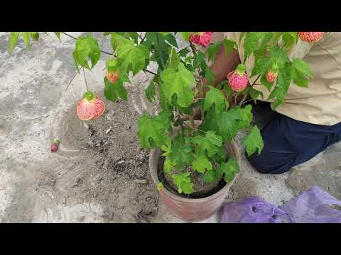How to potting of painted mallow(Abutilon pictum) flower.