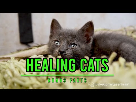 Happy Cat Purring | Healing Power Vibrations | Relieve Anxiety | Relaxing | Deep Sleep | Bonus Facts