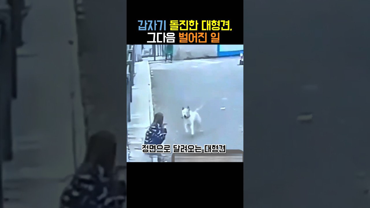 갑자기 돌진한 대형견, 그다음 벌어진 일