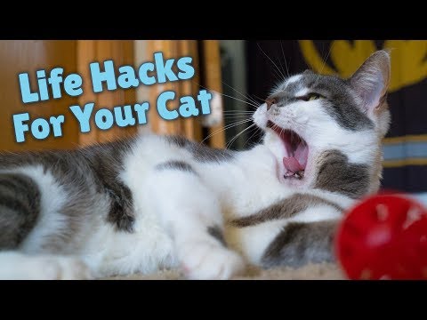 These Cat Hacks Will Save You Money