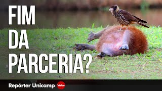 Miniatura do vídeo