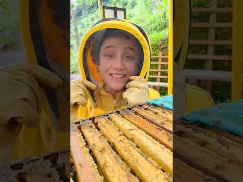 Esto tiene que pasar para que tu comas miel 🐝