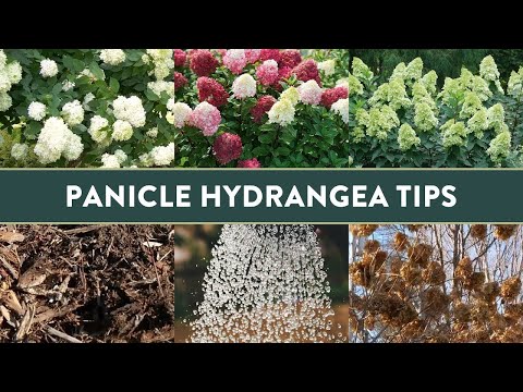5 Insightful Tips for Growing Panicle Hydrangeas in the South