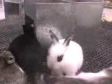 coelhinhos fofos ^.^