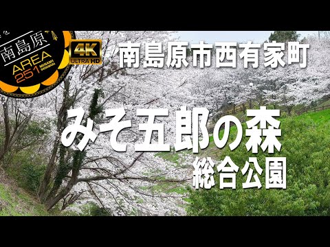 みそ五郎の森総合公園｜桜2025｜南島原市西有家町