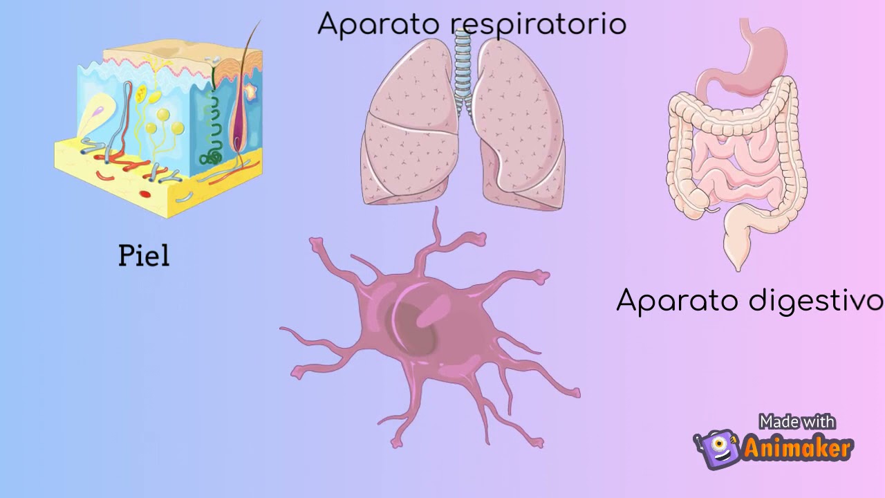 Células dendriticas