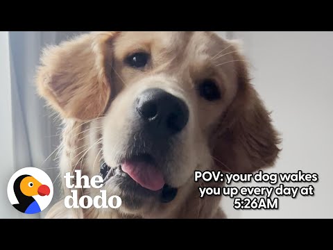 Golden Retriever Has A Very Specific Routine | The Dodo