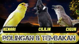 Download lagu MATERI EDAN !!! ROLINGAN &  TEMBAKAN KASAR !! KENARI - CILILIN - CIGUN DURASI 1 jam nonstop   jeda mp3 Download lagu MATERI EDAN !!! ROLINGAN &  TEMBAKAN KASAR !! KENARI - CILILIN - CIGUN DURASI 1 jam nonstop   jeda mp3