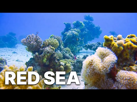 Red Sea | Underwater Landscapes