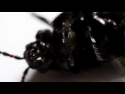 Käfer Bug Makro Aufnahme Macro Shots