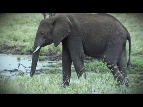 750 Save elephants poisoned