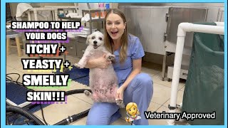 SHAMPOO FOR GROSS, SMELLY & YEASTY DOG SKIN!!