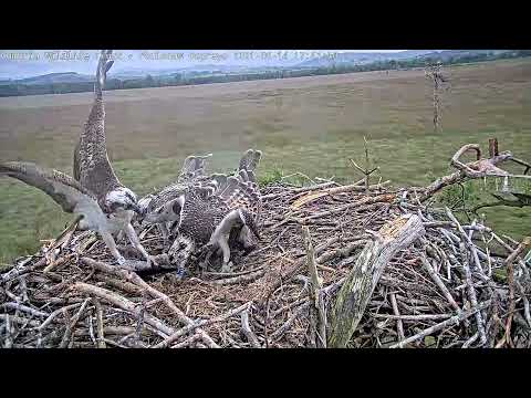 Blue 462 osprey claims a fish delivery from adult male White YW at Foulshaw Moss Nature Reserve.