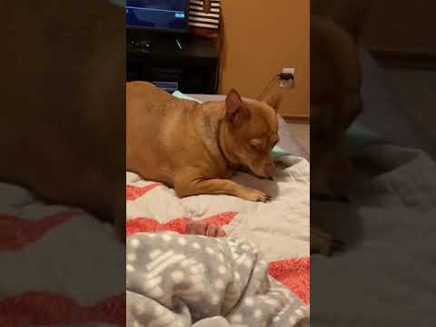 When you test your poppy's patience #Shorts