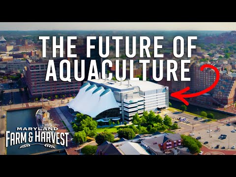 This Could Revolutionize Aquaculture in the US | Maryland Farm & Harvest