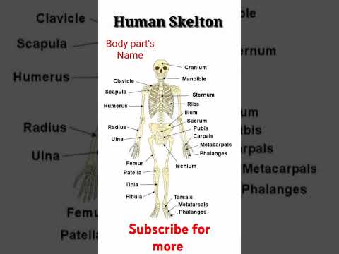 Bones Names of the Human skeleton | Human skeleton parts #humanskeleton #bodypartsname #shortfeed