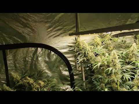 AutoPot Cannabis Grow - Week 9 of Flower 🌼