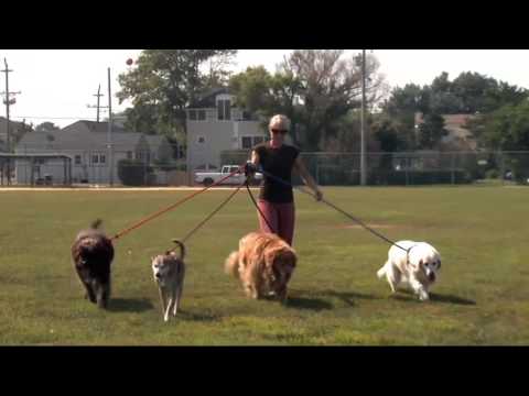 Harness Lead Handcrafted Braided Nylon Leash w/ Rubber Stops on QVC