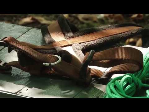 Необходимое снаряжение для дрессировки и выгула собак.