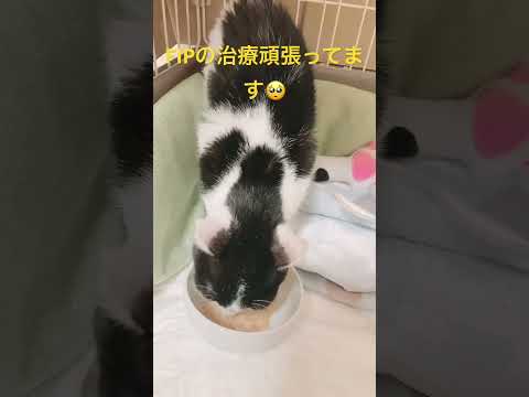 猫のキュートレブラ – その正体、症状、治療法