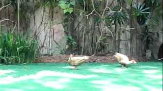 preview picture of video 'Bird Show @ Animal World Safari A ' Famosa Malacca'