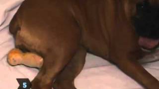 How to Deliver Puppies