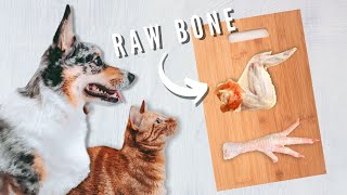 What Bones Can Your Pets Eat?