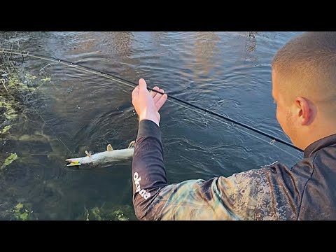 Pecanje štuke na silikonce. Malo jezero a velike ribe !