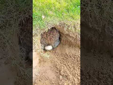 Rabbit while digging the hole