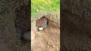 Rabbit while digging the hole