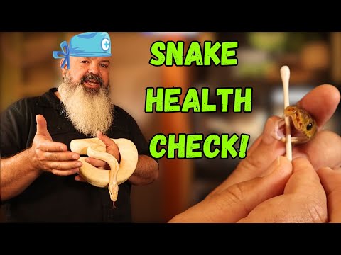 How To Do a Health Check On a Snake