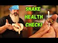 How To Do A Health Check On A Snake