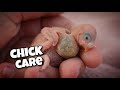 Caring for Newborn Baby Budgies