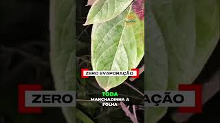 Moacir Filho
