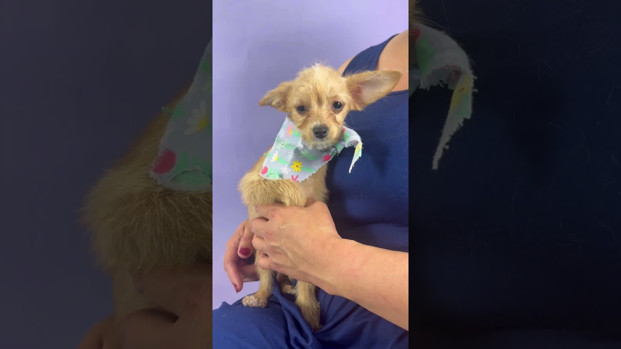 Daisy, a ADOPTABLE mixed breed in PHOENIX, AZ video 2/5