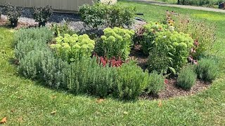 Re-working an Old Flower Bed | Planting Chocolate White Snakeroot | EverCrest