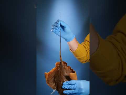 Stingray - How Stingrays Sting