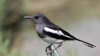 Download lagu Terapi kacer macet bunyi stres drop mental mp3