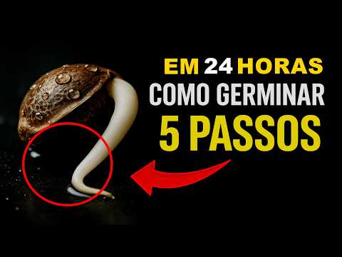 COMO GERMINAR SEMENTE DE  MACONHA CANNABIS  PRENSADO - COMO PLANTAR MACONHA MEDICINAL  - 5 PASSOS -