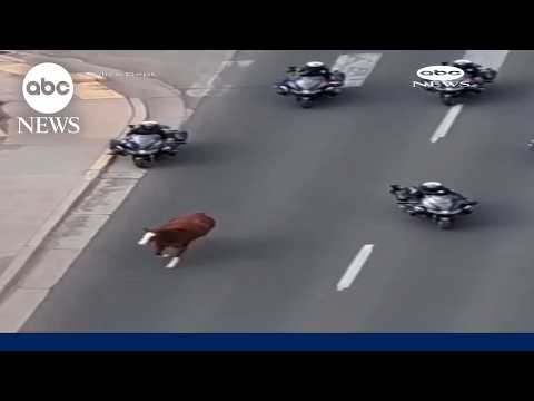 Cowboys and police team up to capture runaway parade horse