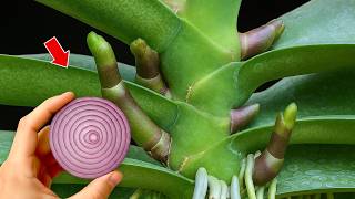 Just onion! Orchids grow extremely fast and bloom year round.