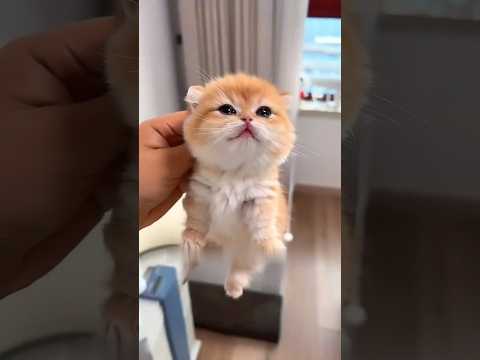 This kitten is the best gift ever 🎁😍