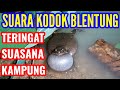 SUARA KODOK BELENTUNG BERNYANYI